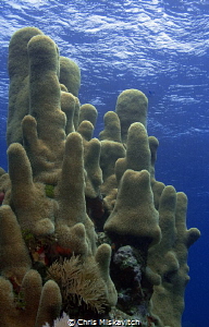Soft Corals by Chris Miskavitch 